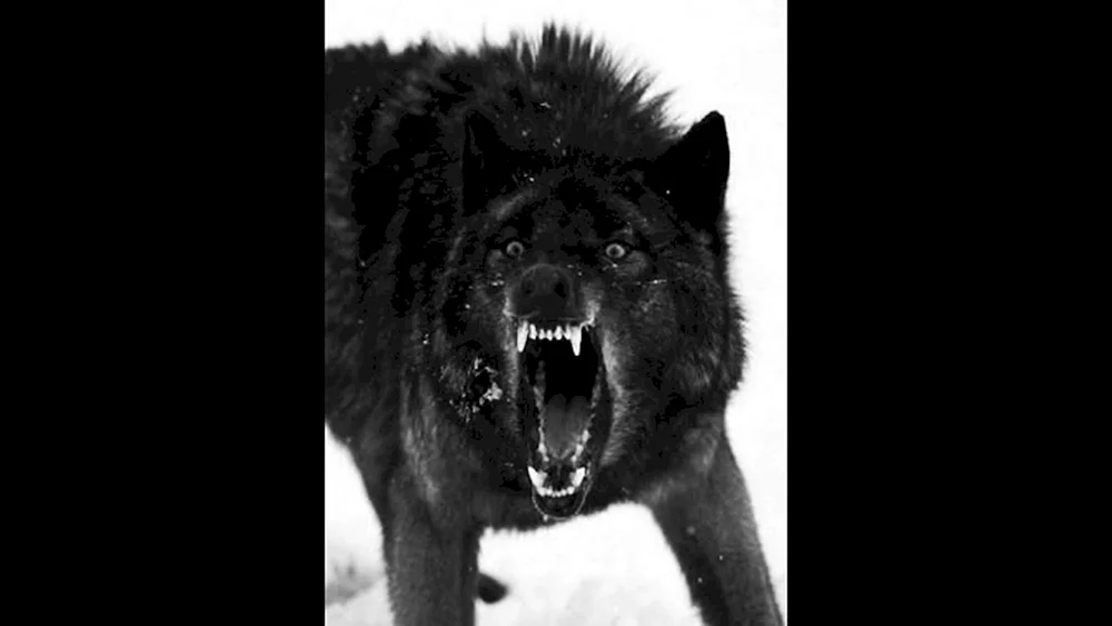 Goldener Wolfsbiss
