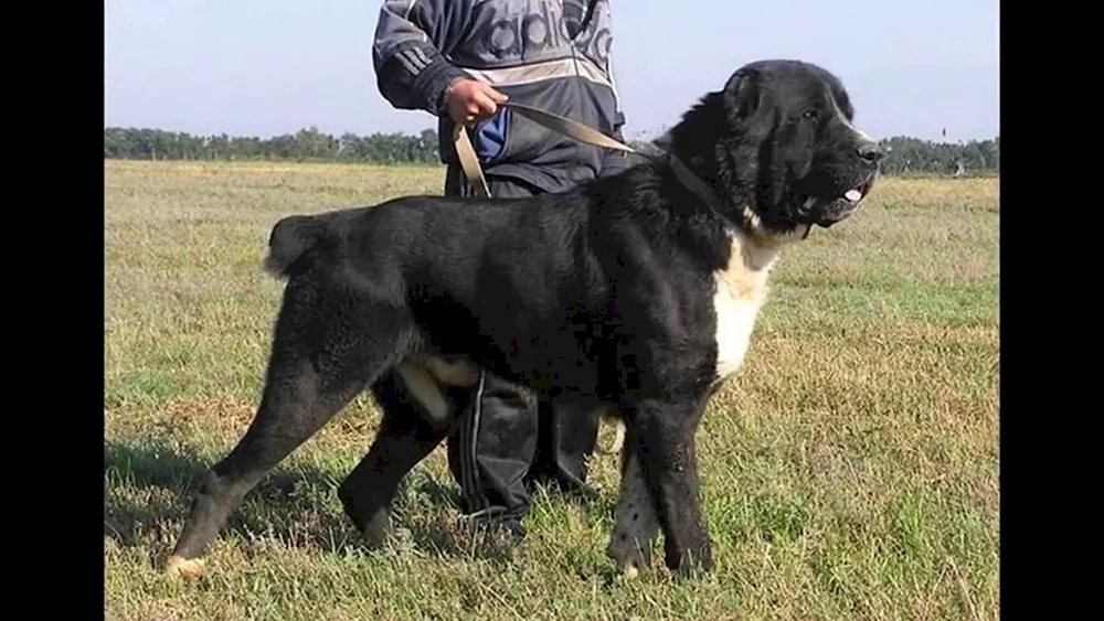 Schwarzer Wolfshund alabai