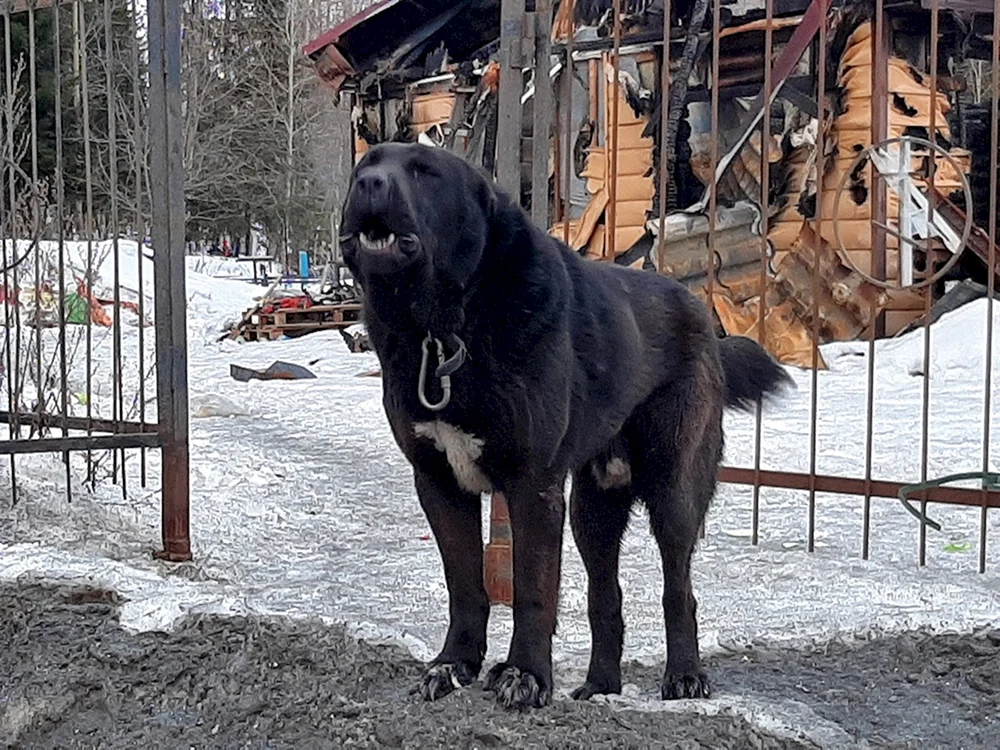 Mittelasiatischer Schäferhund alabai schwarz alabai schwarz Welpe