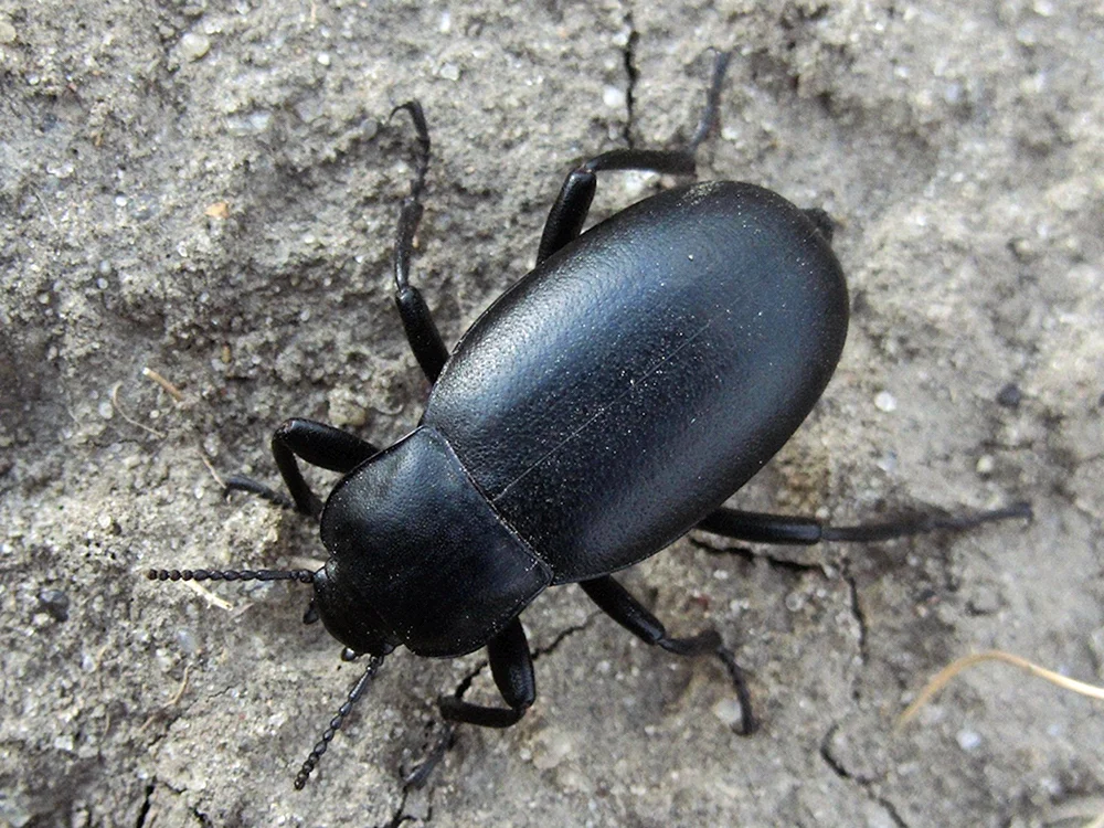 Schwarzer Käfer Francavilla