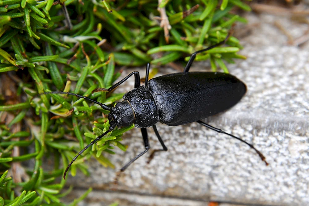 Schwarzer Käfer