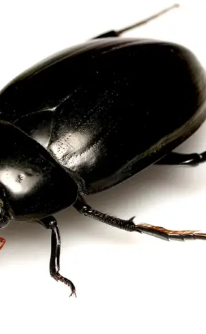 Schwarzer Käfer Mehlkäfer