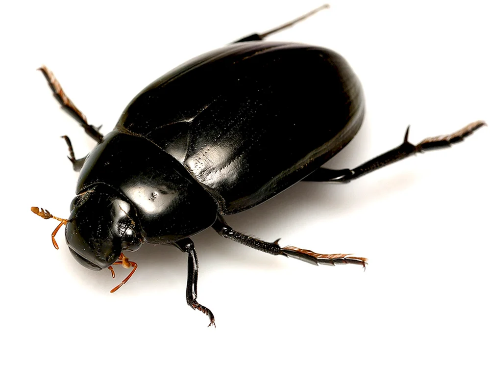 Schwarzer Käfer Mehlkäfer