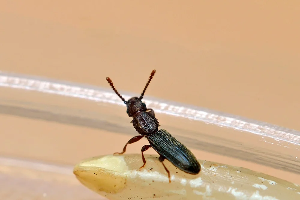 Schwarzer Marienkäfer