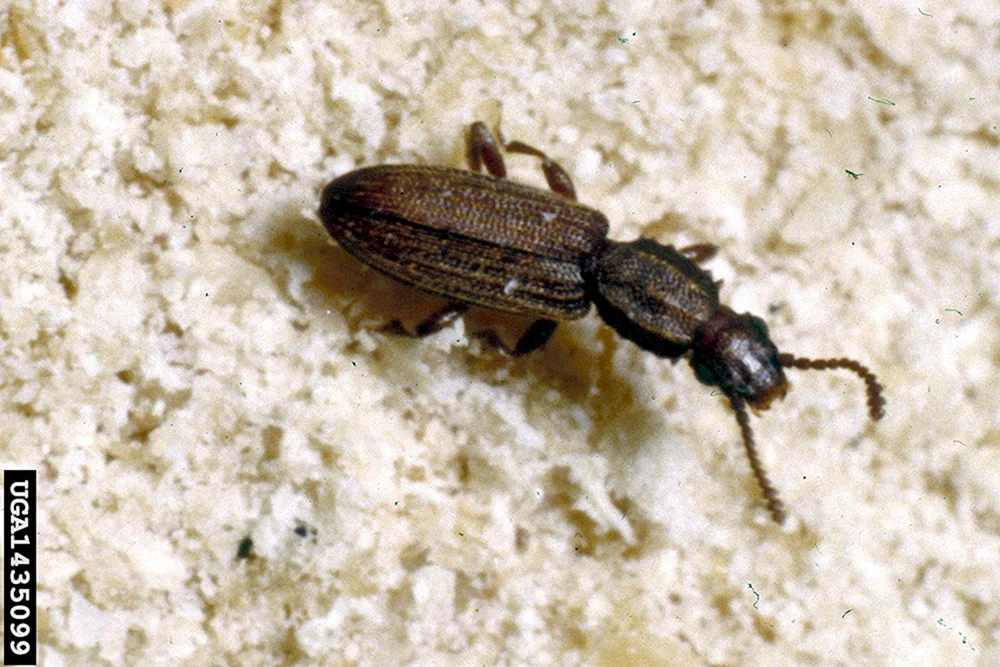 Käfer Rüsselkäfer in Grütze