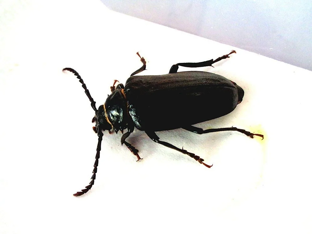Schwarzer Blattkäfer