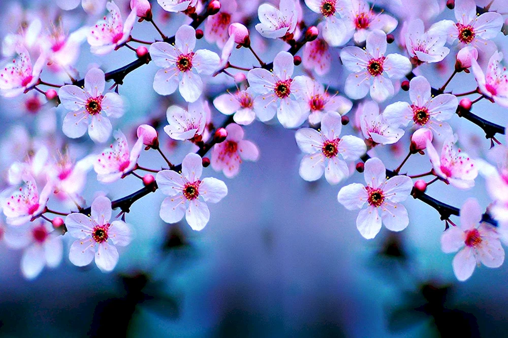 Kirschblüte