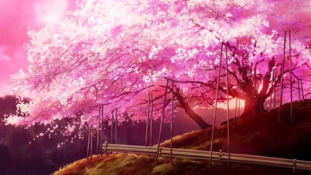 Kirschblüten Anime