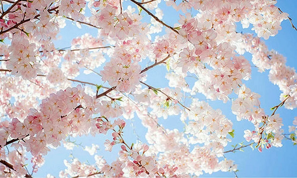 Blumen in Pastellfarben
