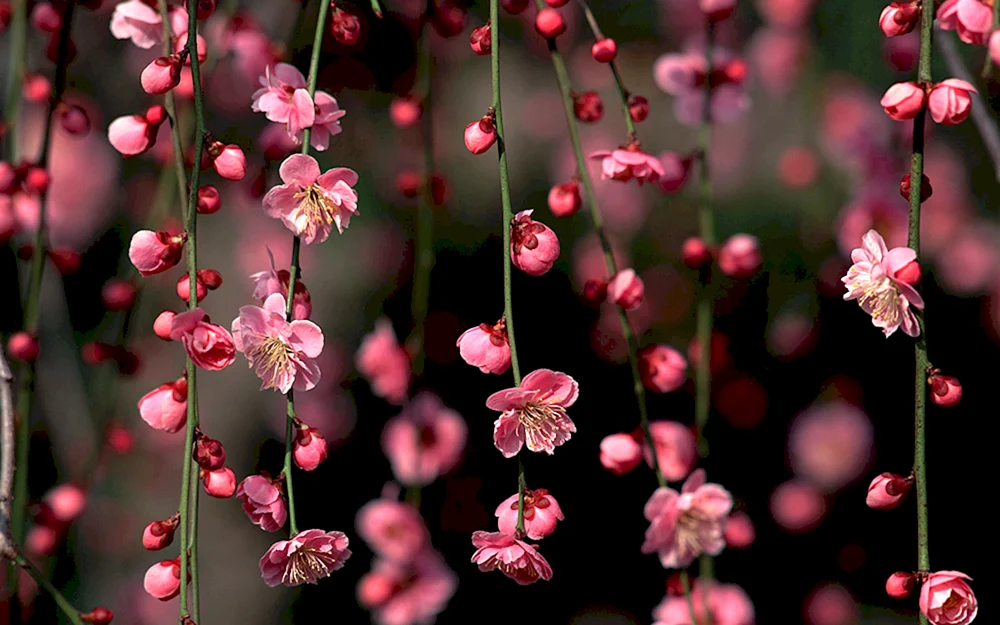 Kirschblüte Blume