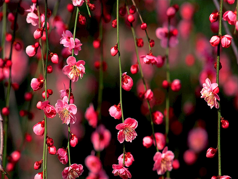 Kirschblüte Blume