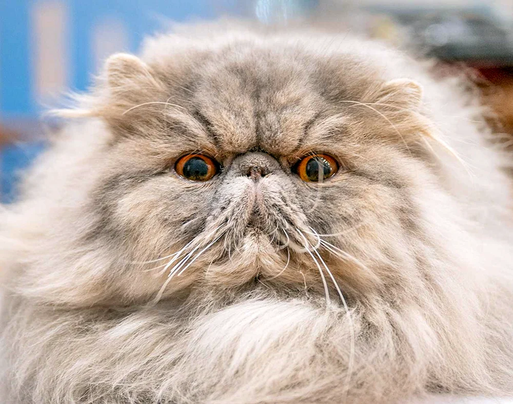 Perserchinchilla exotisch