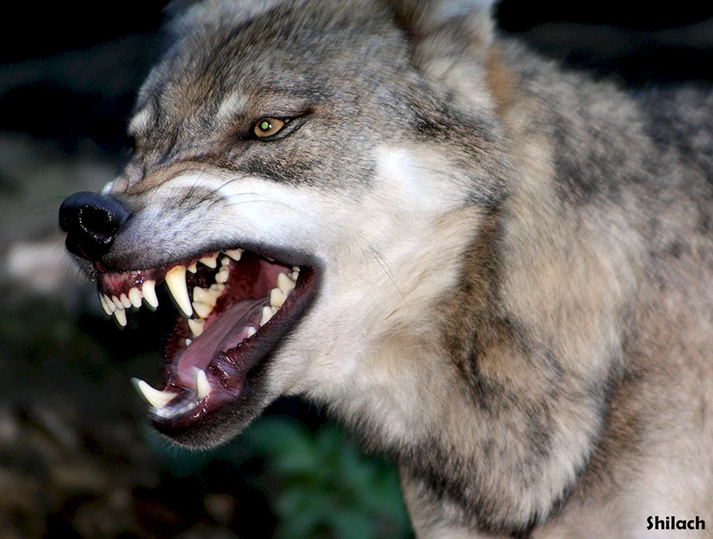 Werwolf Werwolf Wolfshahn
