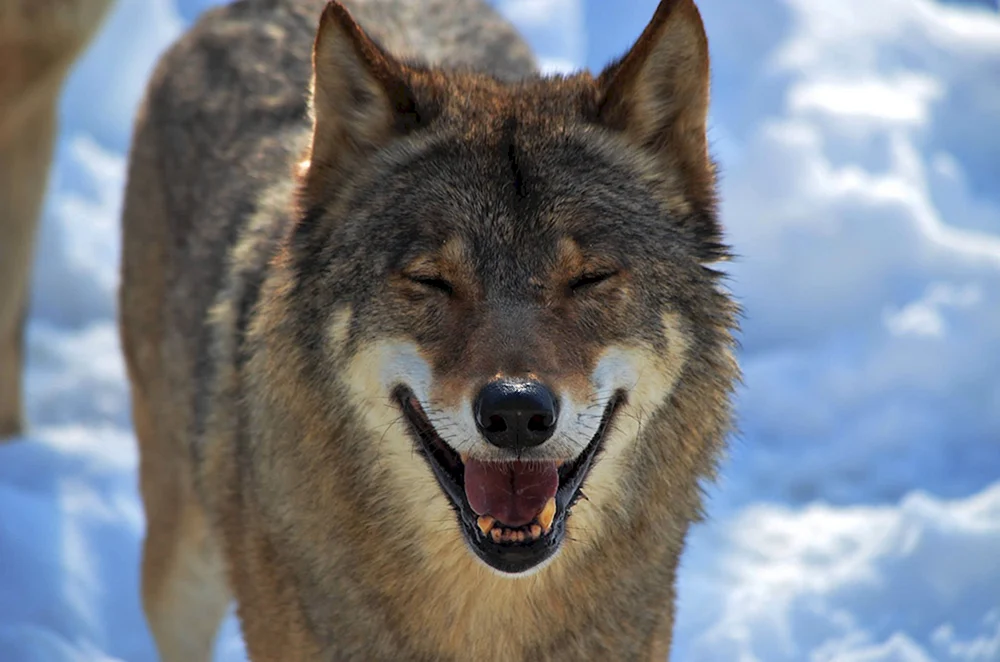 Lachender Wolf