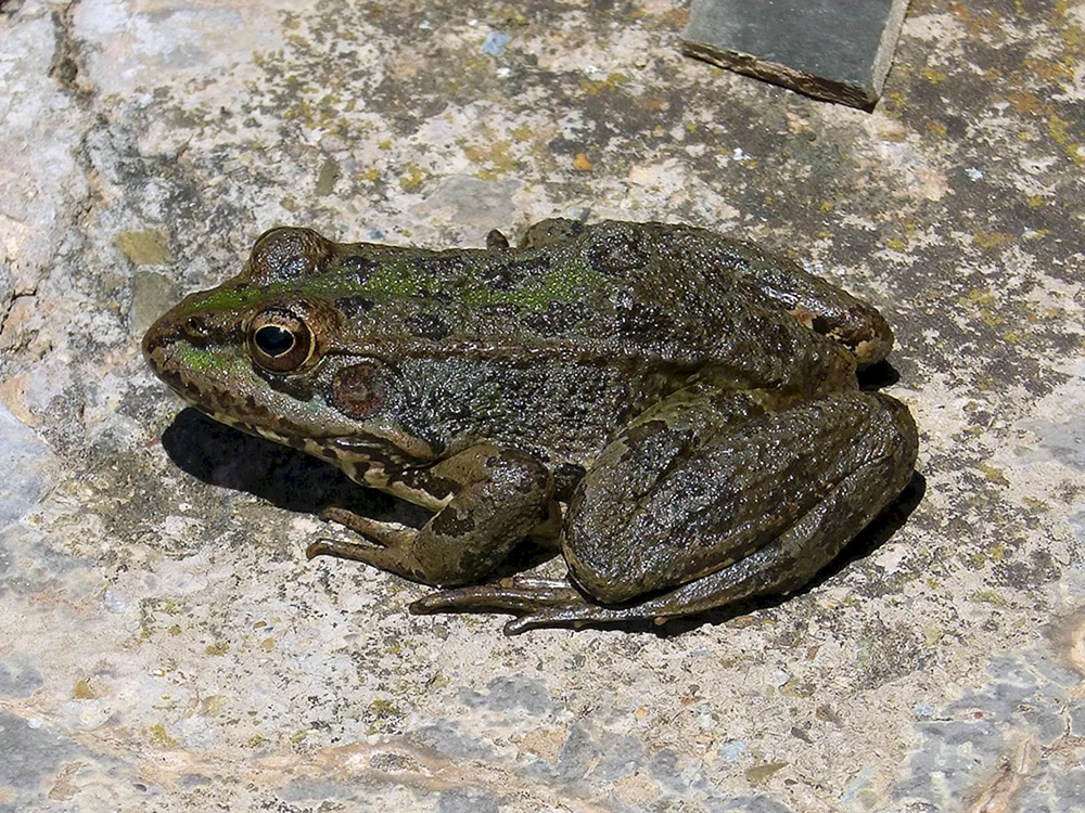 Gemeinsamer Knoblauchfrosch