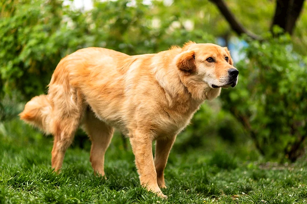 Labrador Retriever