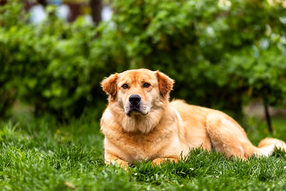 Labrador Welpen ähnliche Rassen