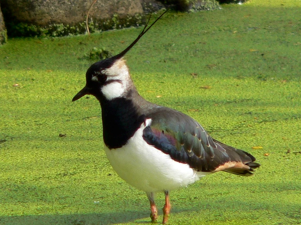 Teabird Vanellus