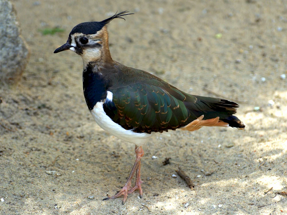 Cibiscus Vanellus Vanellus