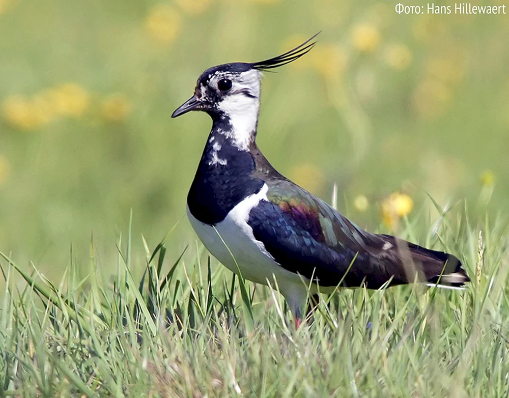 Chybis pygale Vogel des Leningrader Gebiets