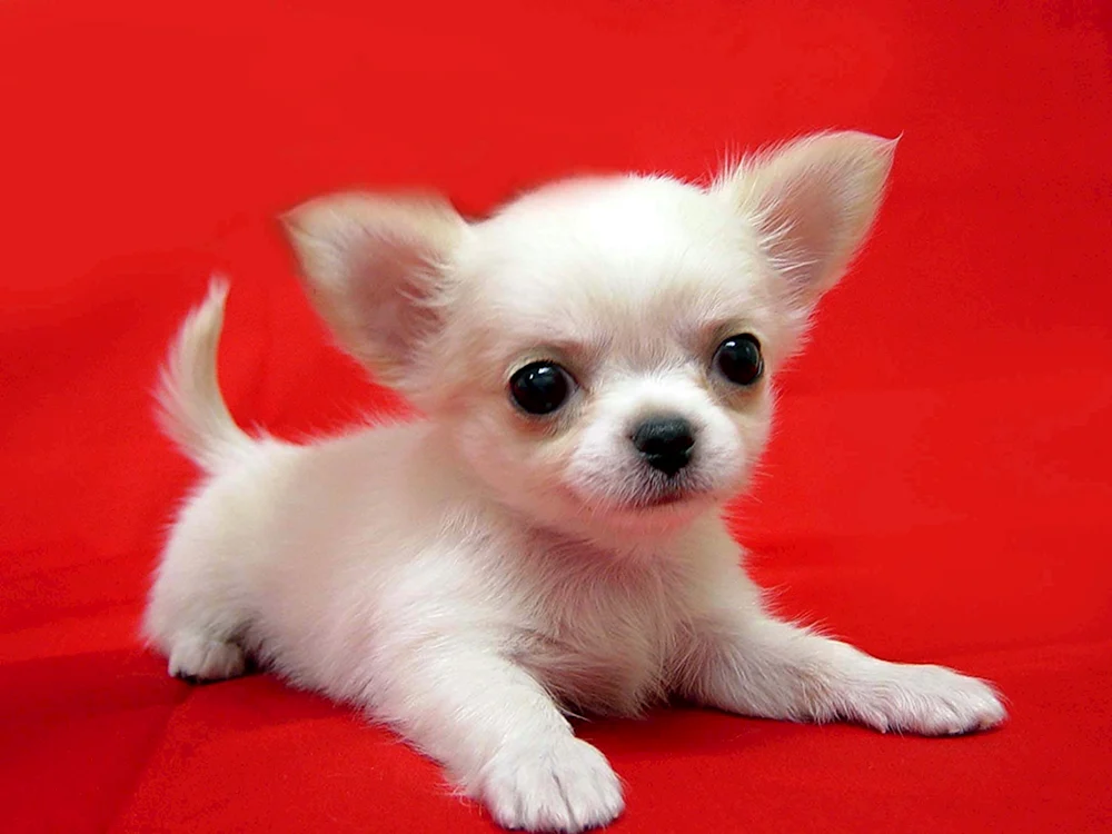 Chihuahua Hunderasse Chihuahua