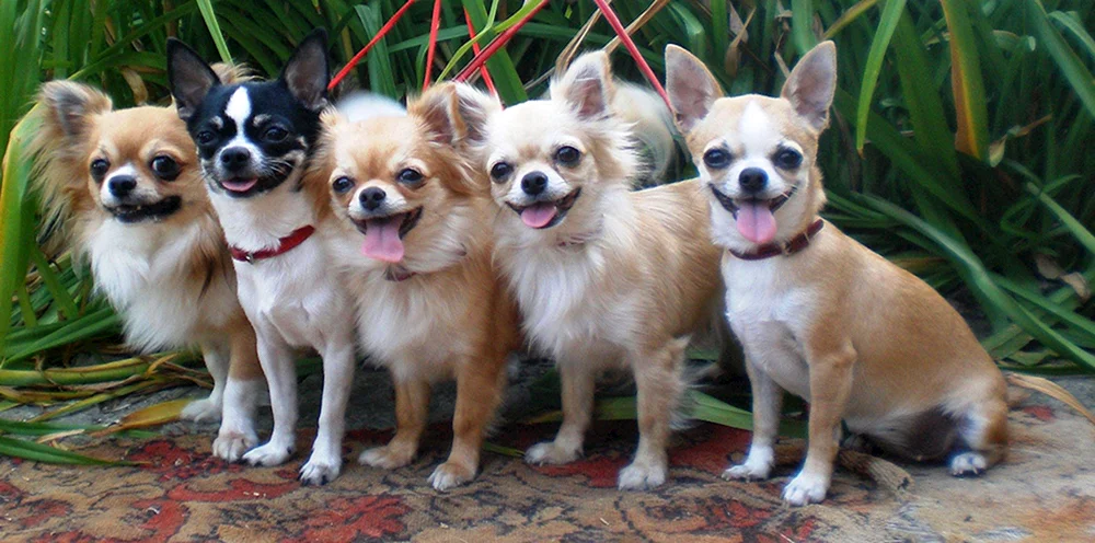 Chihuahua Kurzhaar