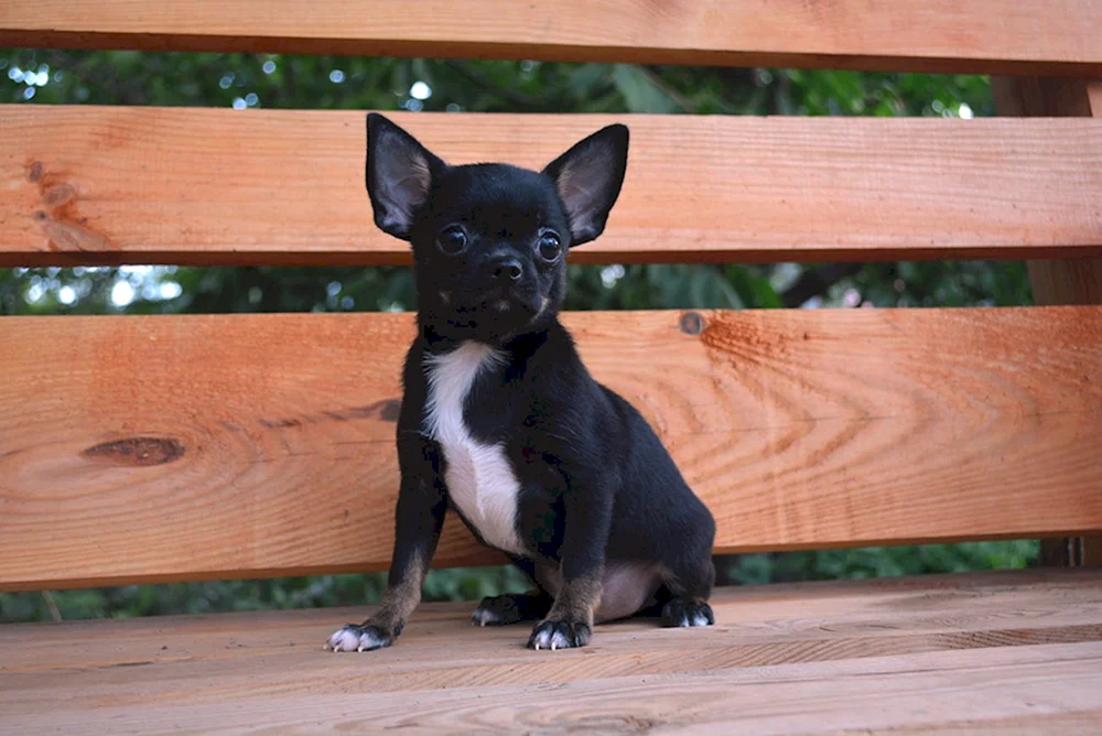 Chihuahua schwarz glatthaarig