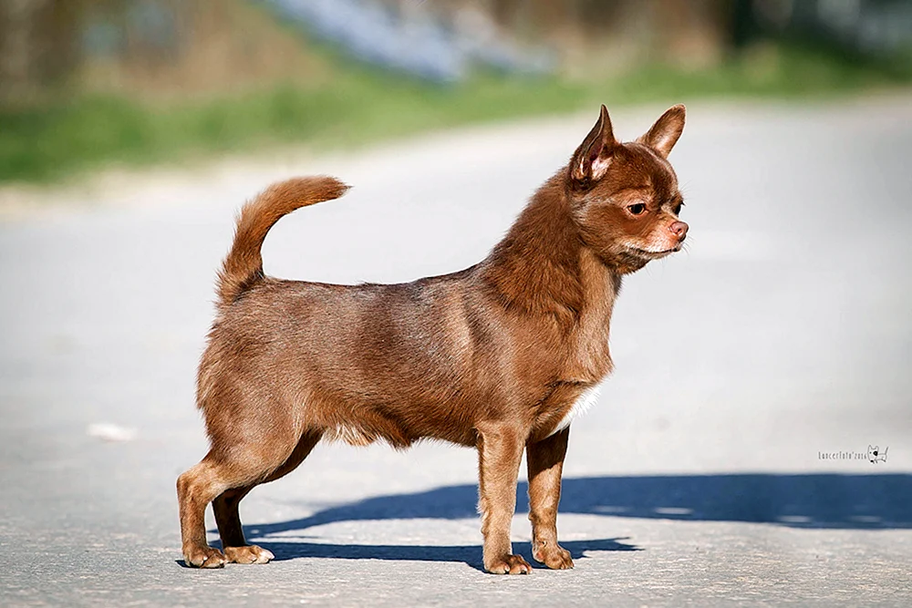 Chihuahua Preis in Rubel