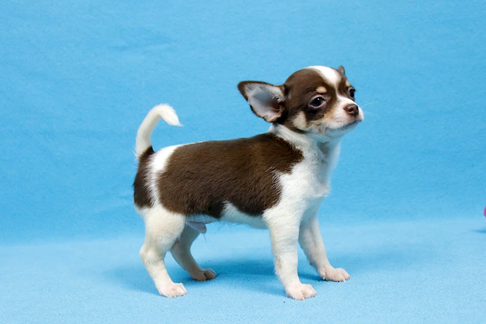Chihuahua Merle