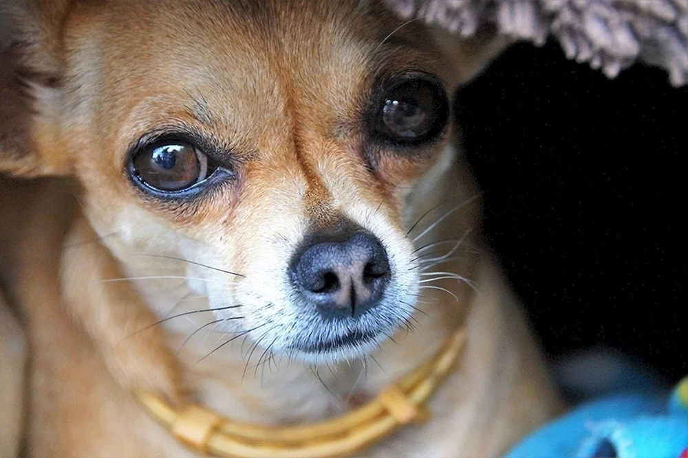 Chihuahua