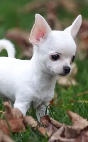 Chihuahua