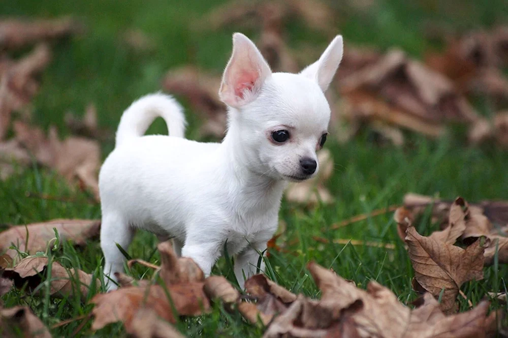 Chihuahua
