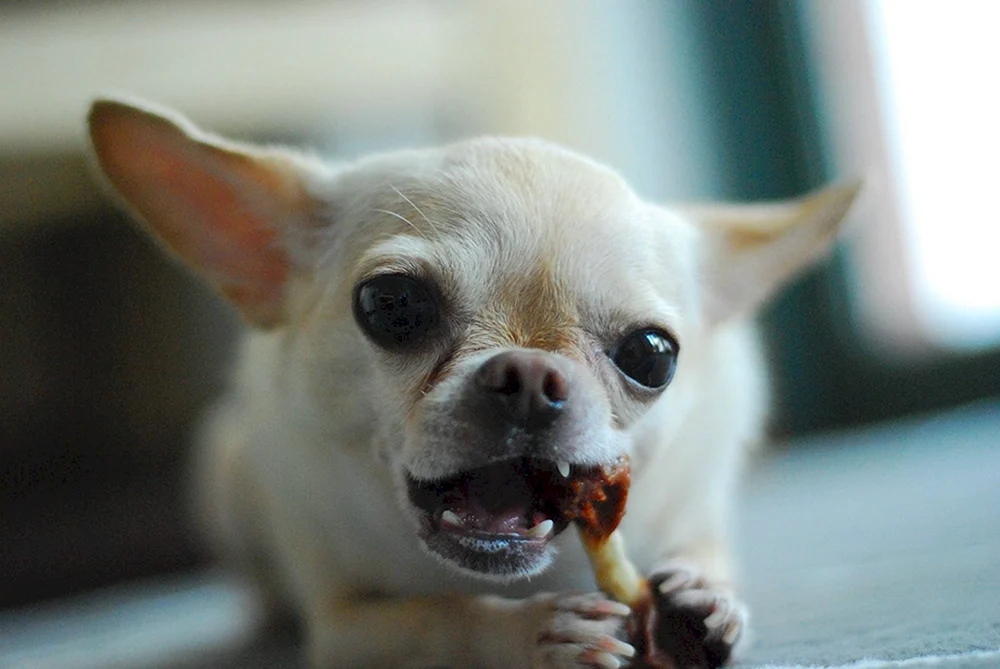 Chihuahua bösartig weißer Chihuahua