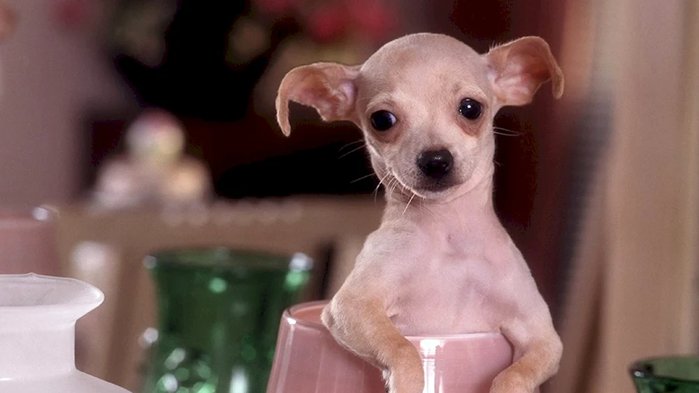 Chihuahua Teacup