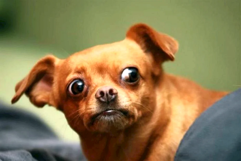 Chihuahua taschenhaarlos