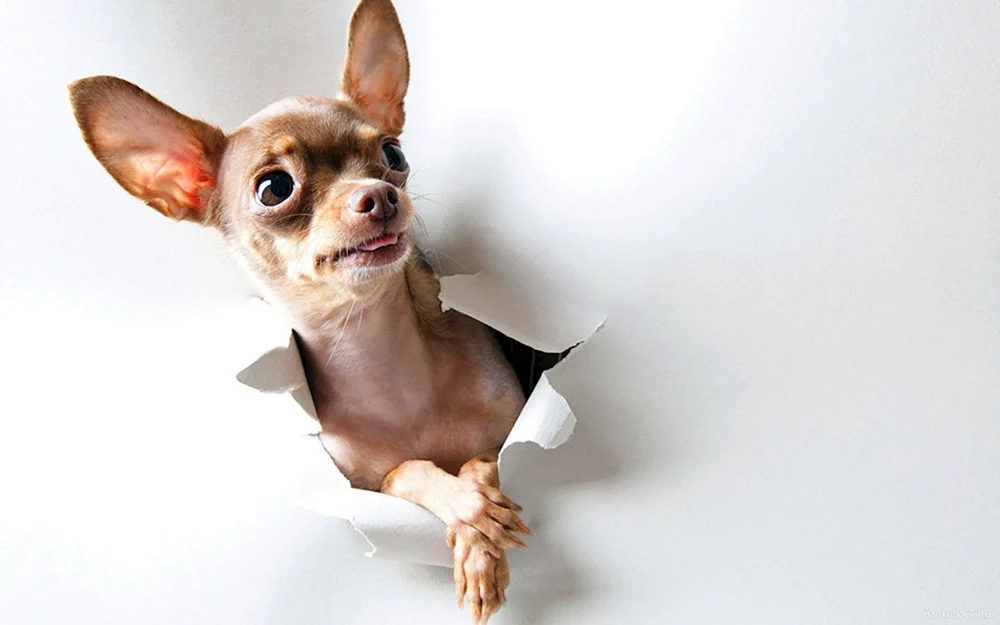 Chihuahua mexikanische Rasse