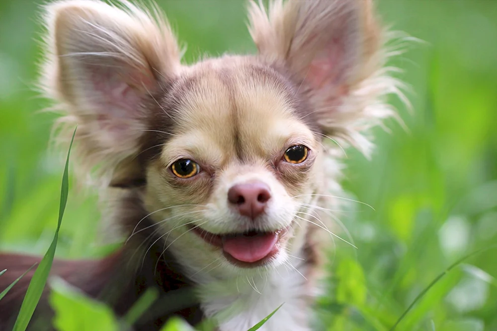 Papillon Hund kurzhaarig