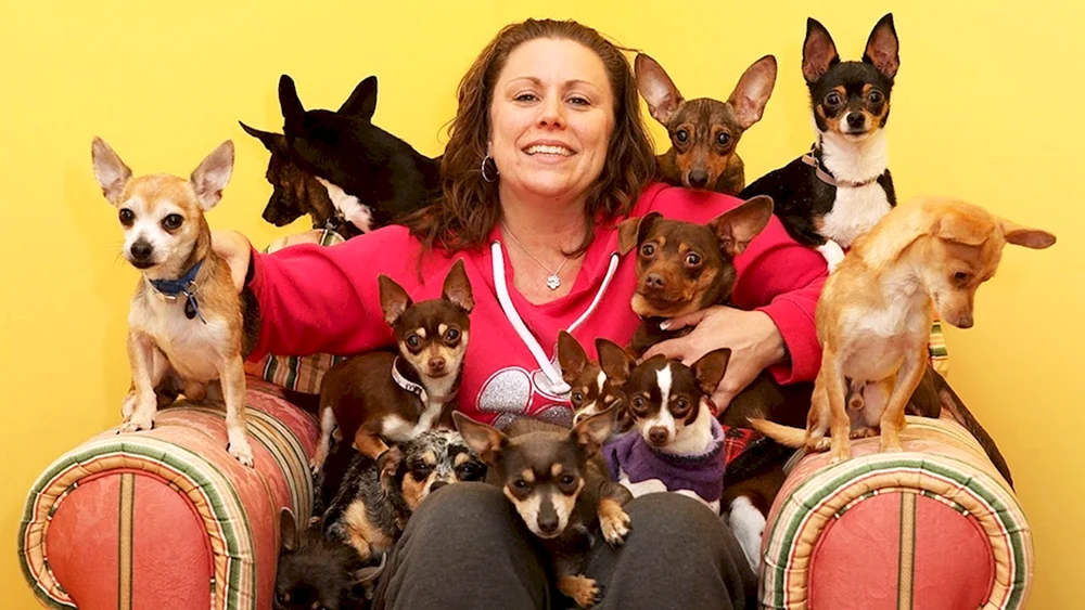 Chihuahua Hunde kurzhaarig