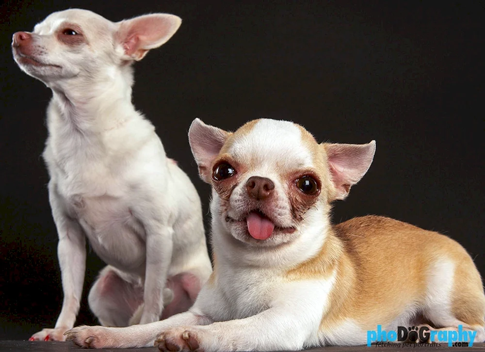 Chihuahua