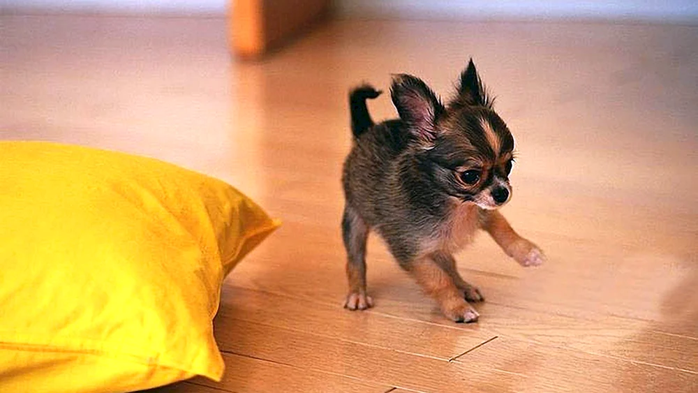 Chihuahua Hund
