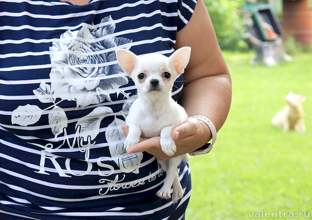 Chihuahua Ureinwohner Rasse