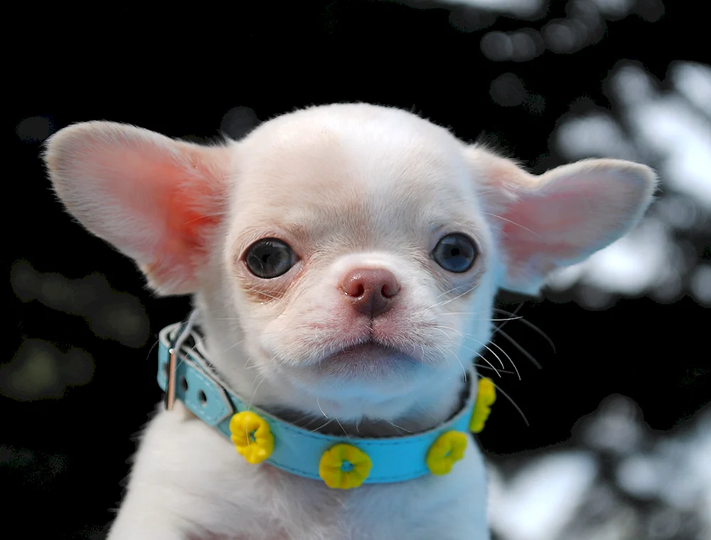 Chihuahua Aborigine-Rasse