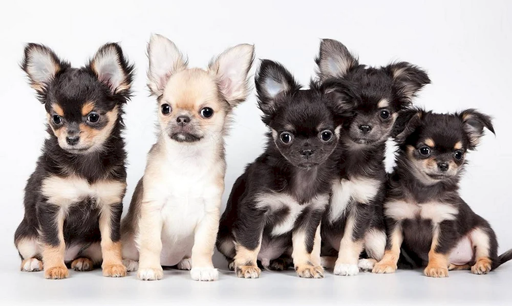 Mexikanischer Chihuahua glatthaarig