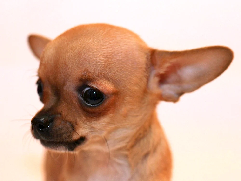 Chihuahua Beady Eyes