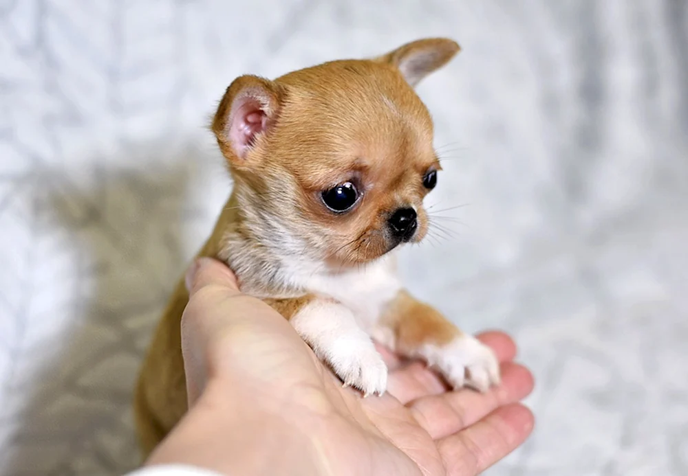Chihuahua Baby