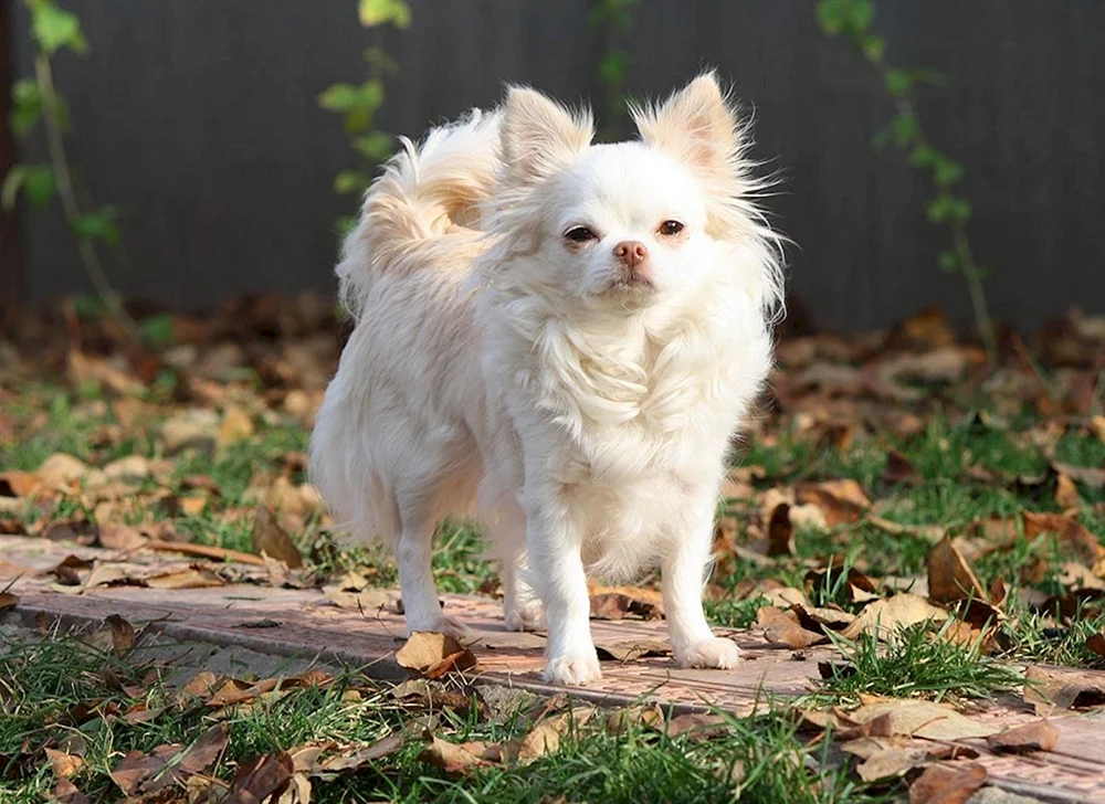 Chihuahua weiß