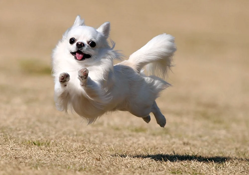 Chihuahua weiß Langhaar