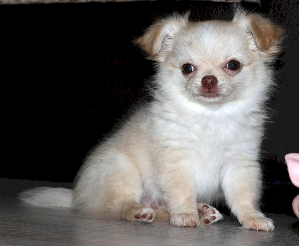 Chihuahua langhaarig