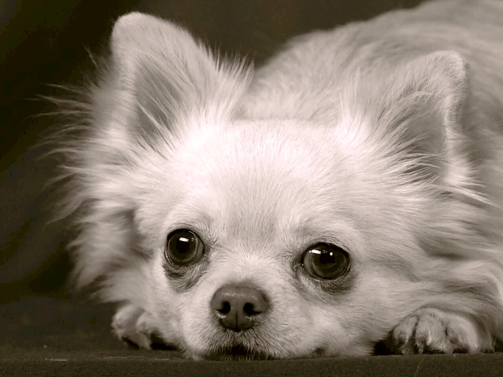 Chihuahua weiß flauschig