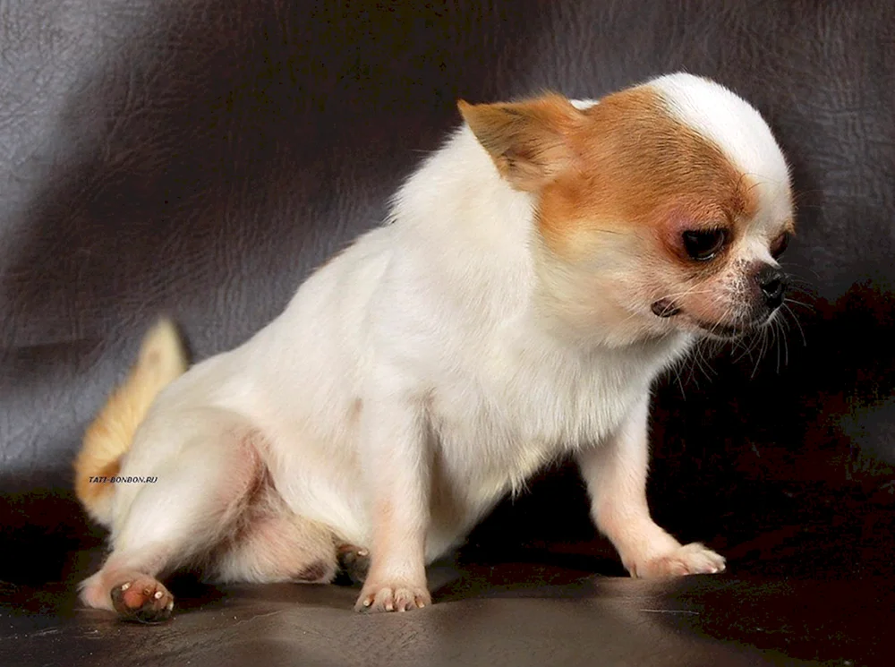Chihuahua weiß rot